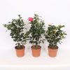 Homebase Shrub, Trees & Roses | Camellia Japonica Mix - 17Cm