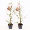 Homebase Shrub, Trees & Roses | Viburnum Plicatum Kilimanjaro Sunrise - 19Cm