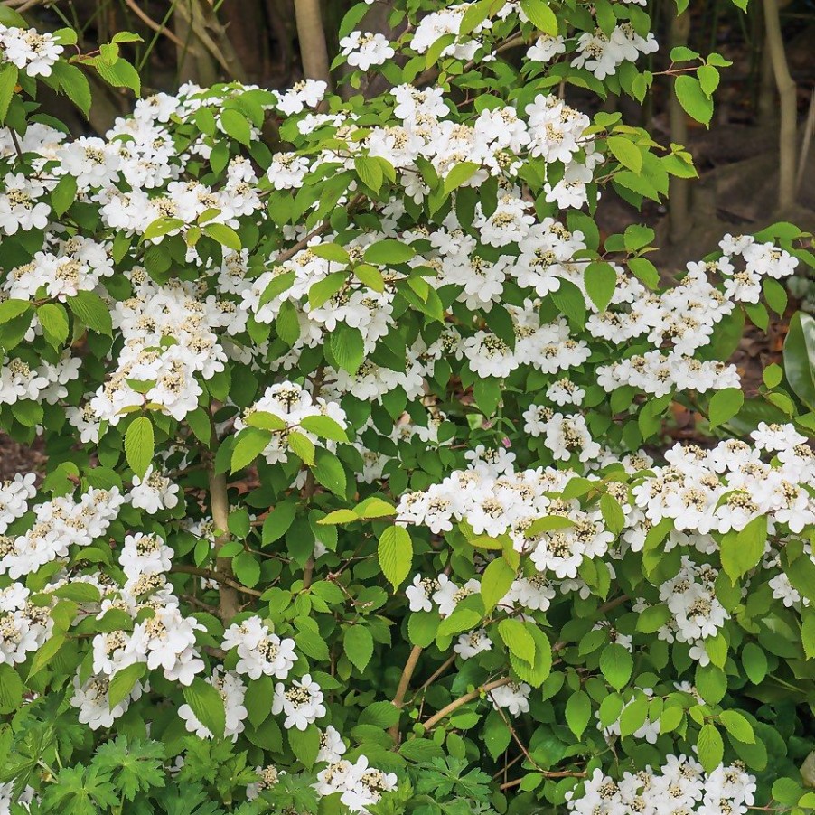 Homebase Shrub, Trees & Roses | Viburnum Plicatum Kilimanjaro Sunrise - 19Cm