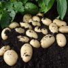 Homebase Grow Your Own | Jazzy Seed Potato - 1.5Kg