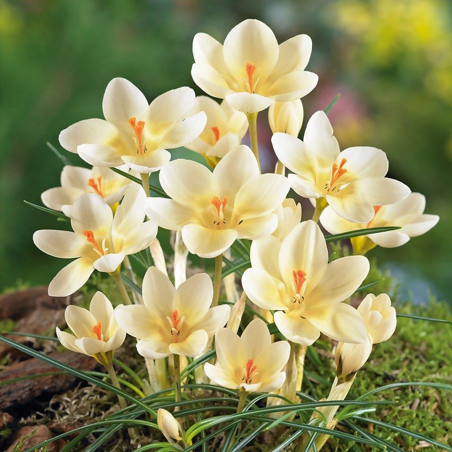 Homebase Perennial Plants | Crocus Mix - 1L