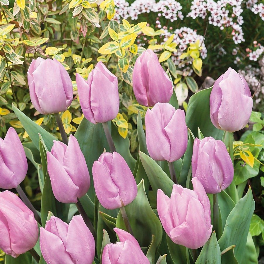 Homebase Perennial Plants | Tulip Collection Patio Planter 3L