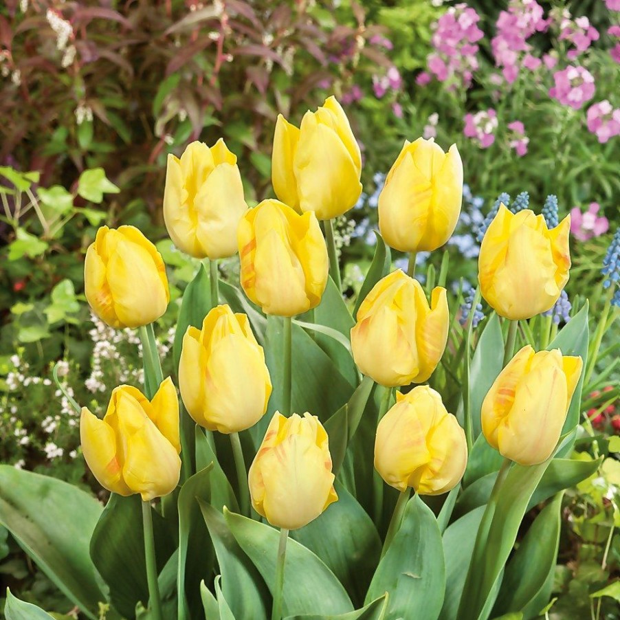 Homebase Perennial Plants | Tulip Collection Patio Planter 3L