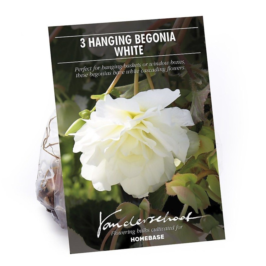 Homebase Summer Flowering Bulbs | Begonia - White - Summer Bloom Bulbs