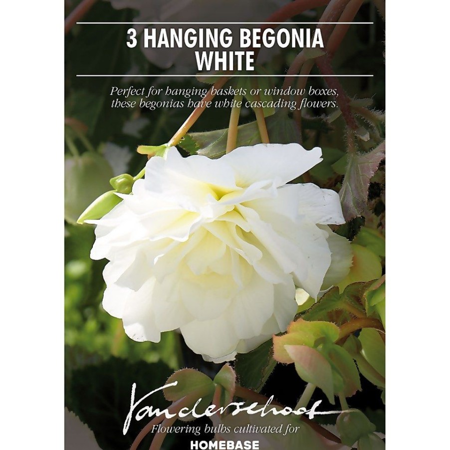 Homebase Summer Flowering Bulbs | Begonia - White - Summer Bloom Bulbs