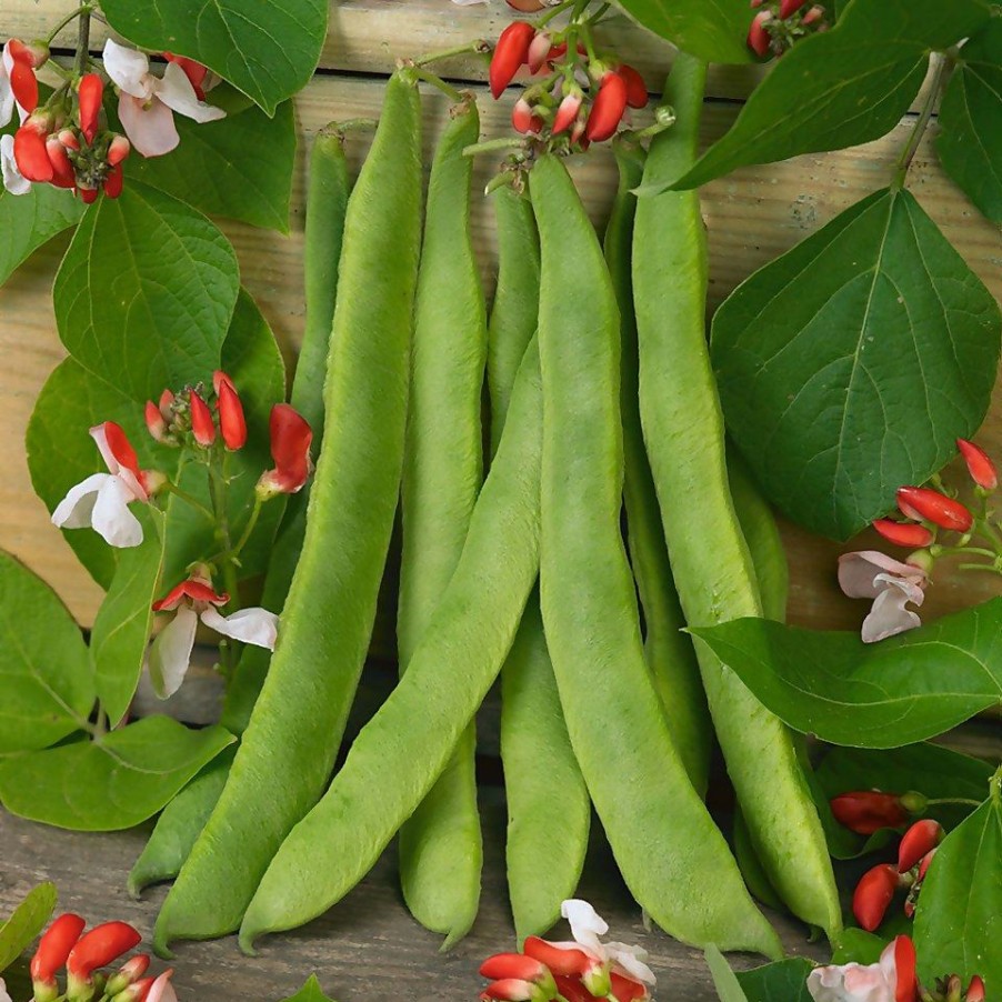 Homebase Grow Your Own | Runner Bean Scarlet Emperor - Vegetable 9Cm