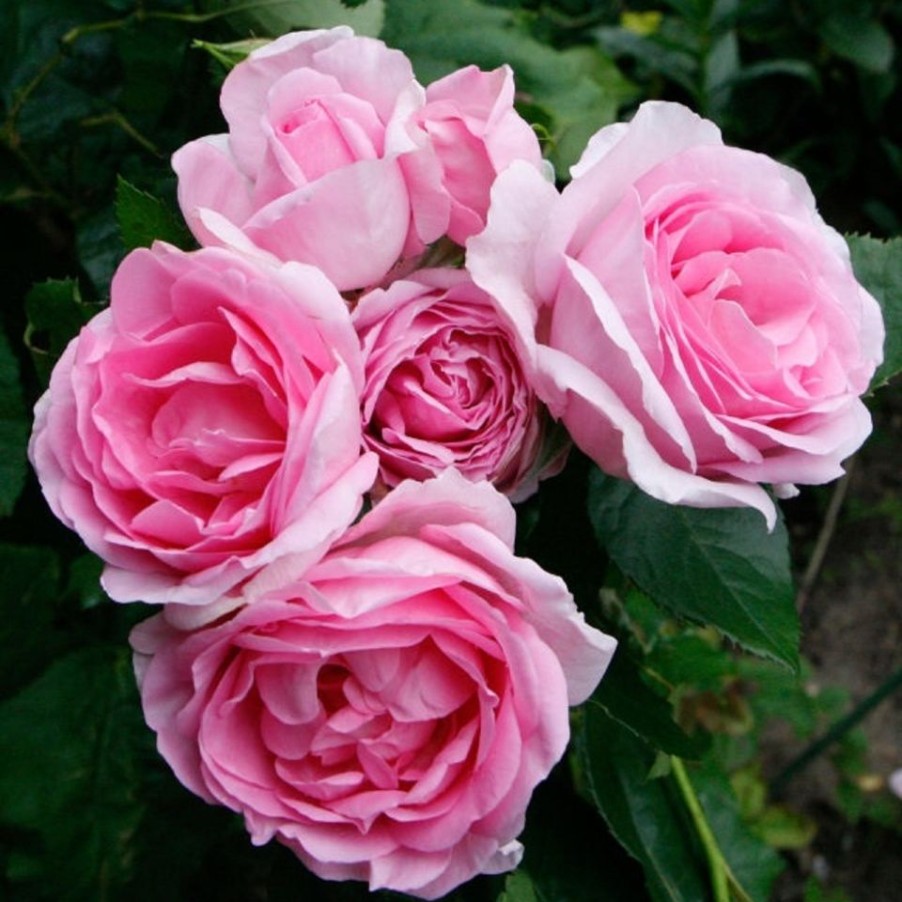 Homebase Shrub, Trees & Roses | Rose Shrub Pink Mix - 4.5L