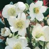 Homebase Perennial Plants | Helleborus Niger - 17Cm