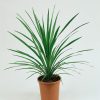 Homebase Shrub, Trees & Roses | Cordyline Australis Verde 17Cm