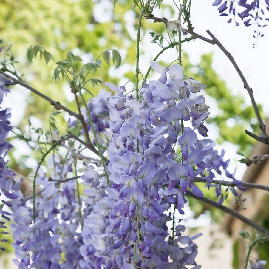 Homebase Perennial Plants | Wisteria Mix - 3L Cane 175Cm