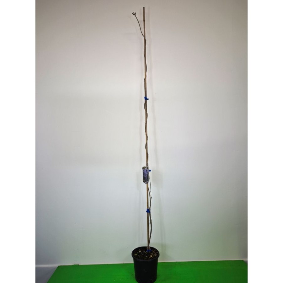 Homebase Perennial Plants | Wisteria Mix - 3L Cane 175Cm