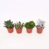 Homebase House Plants | Succulent In 8.5Cm Pot (Assorted Varieties)