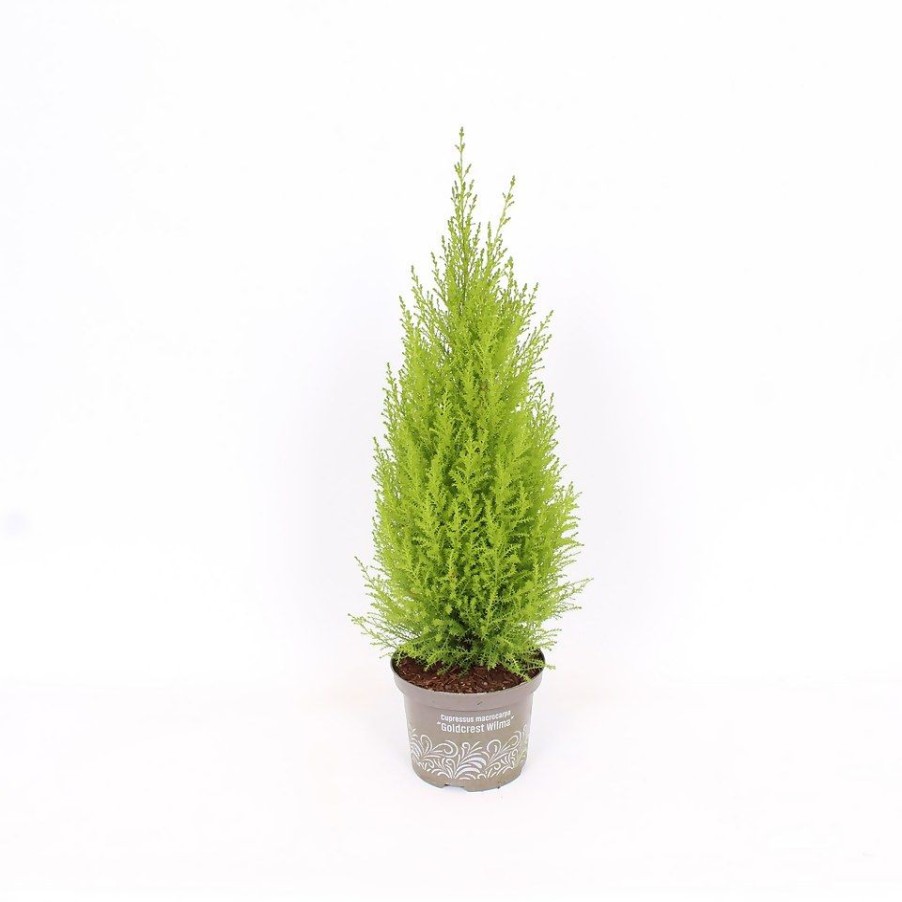 Homebase Shrub, Trees & Roses | Monterey Cypress Goldcrest 'Cupressus Macrocarpa Goldcrest' - 17Cm