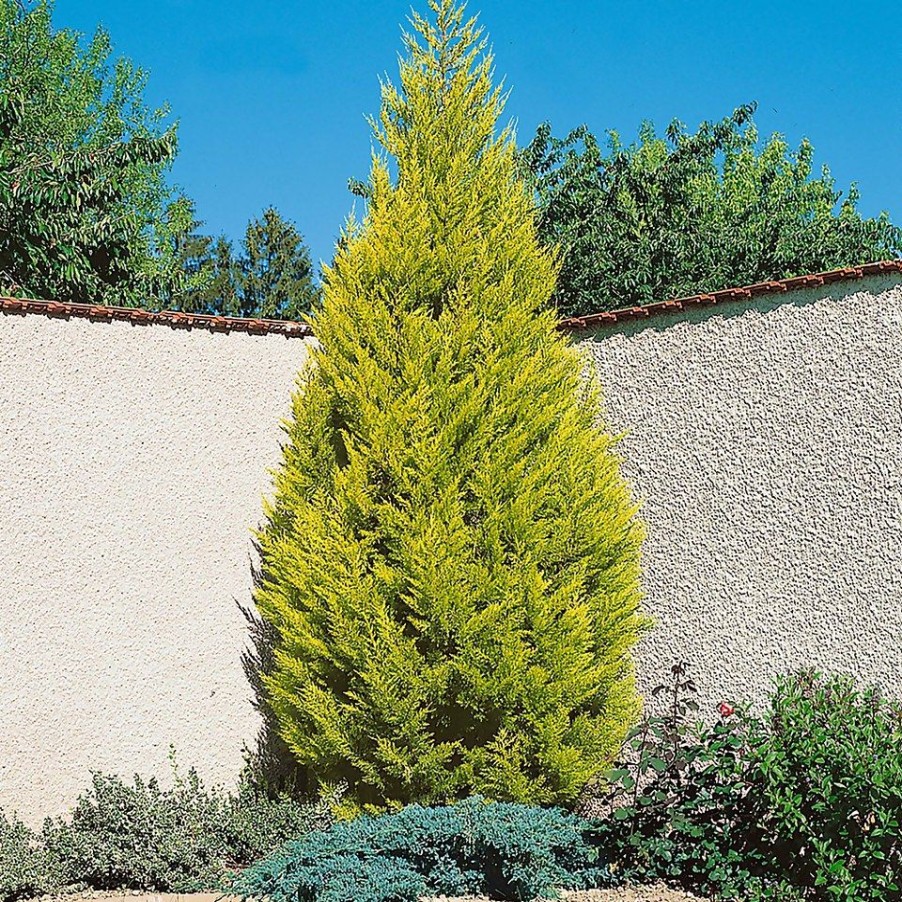 Homebase Shrub, Trees & Roses | Monterey Cypress Goldcrest 'Cupressus Macrocarpa Goldcrest' - 17Cm