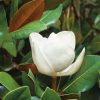 Homebase Shrub, Trees & Roses | Magnolia Grandiflora Little Gem - 9L