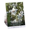 Homebase Summer Flowering Bulbs | Peacock Orchid Flower Bulbs