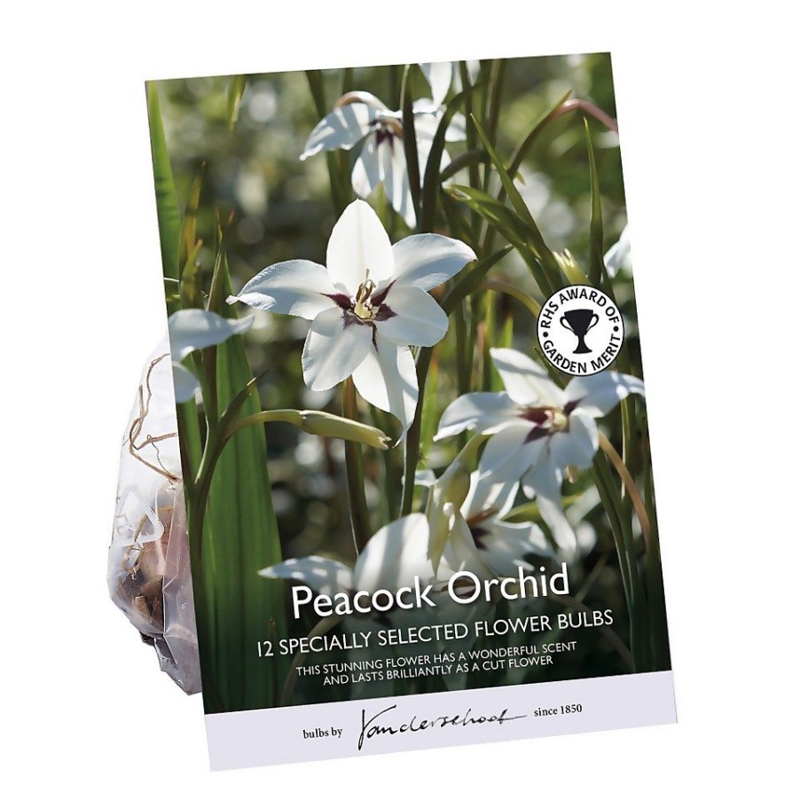 Homebase Summer Flowering Bulbs | Peacock Orchid Flower Bulbs