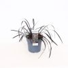 Homebase Perennial Plants | Grass Ophiopogon Nigrescens - 14Cm