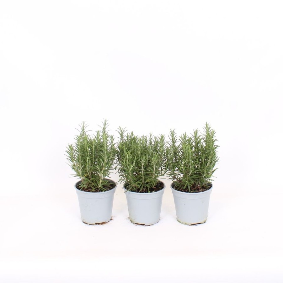 Homebase Grow Your Own | Herb Rosemary - 14Cm