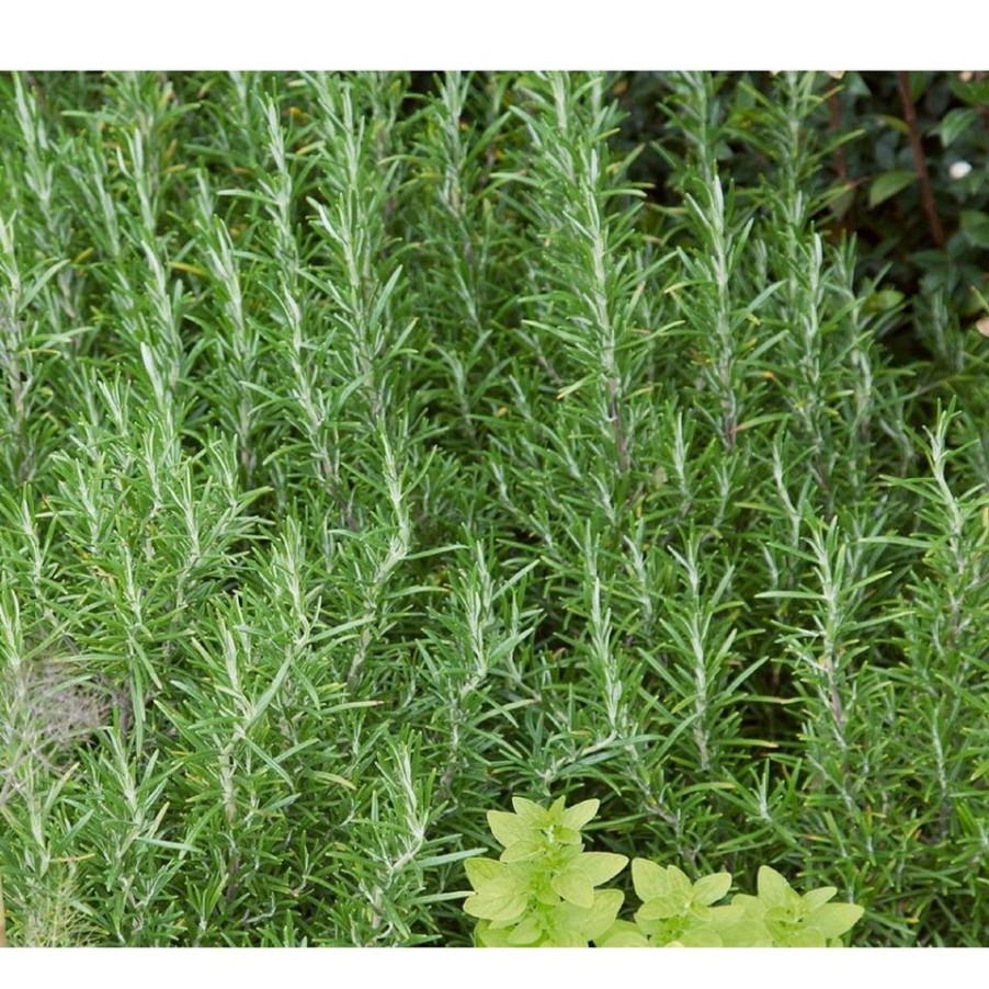 Homebase Grow Your Own | Herb Rosemary - 14Cm