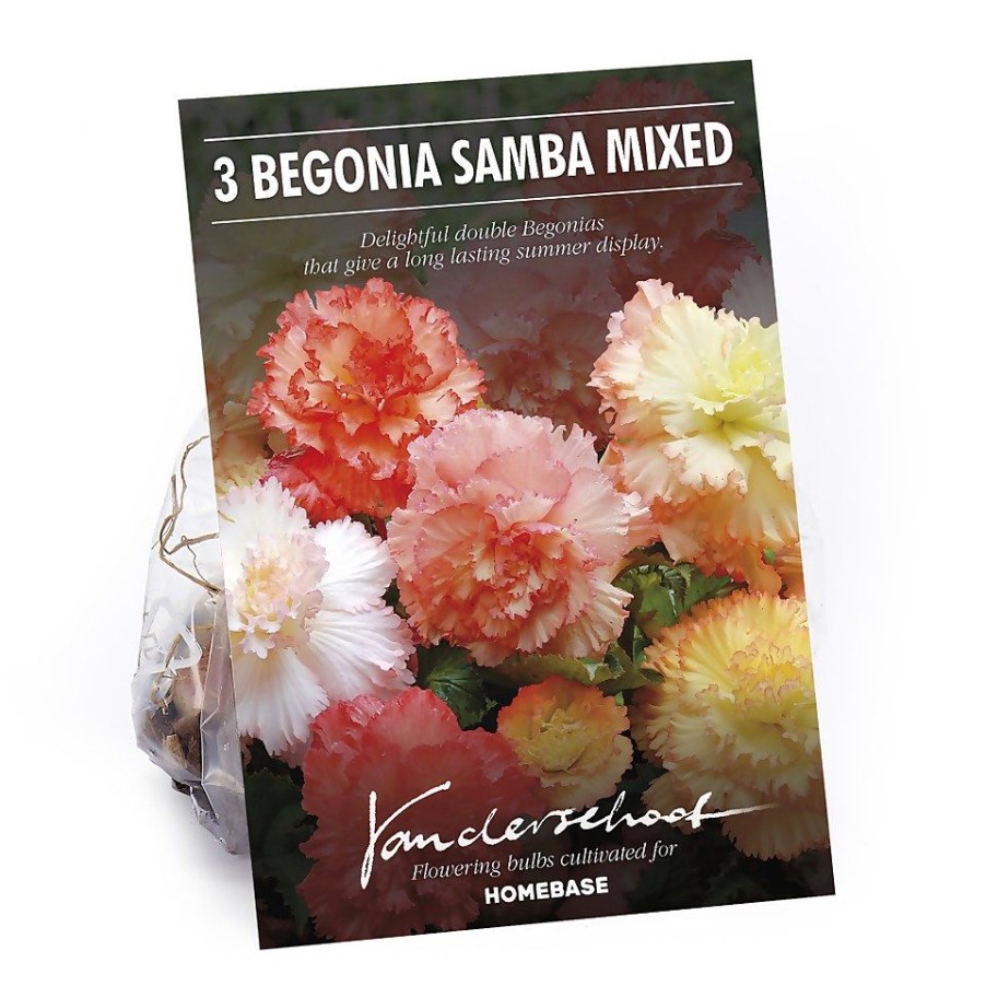 Homebase Summer Flowering Bulbs | Begonia Samba Mixed