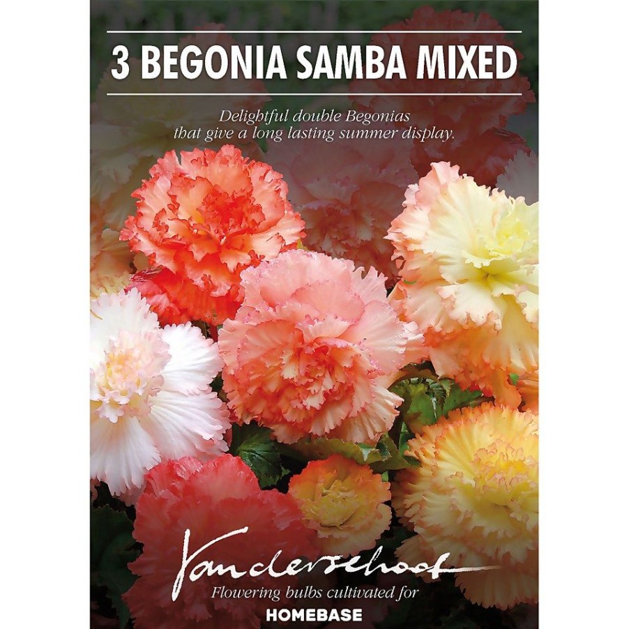 Homebase Summer Flowering Bulbs | Begonia Samba Mixed