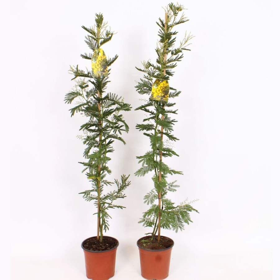 Homebase Specimen Plants | Acacia Dealbata Mimosa On Cane - 19Cm (Northern Ireland)