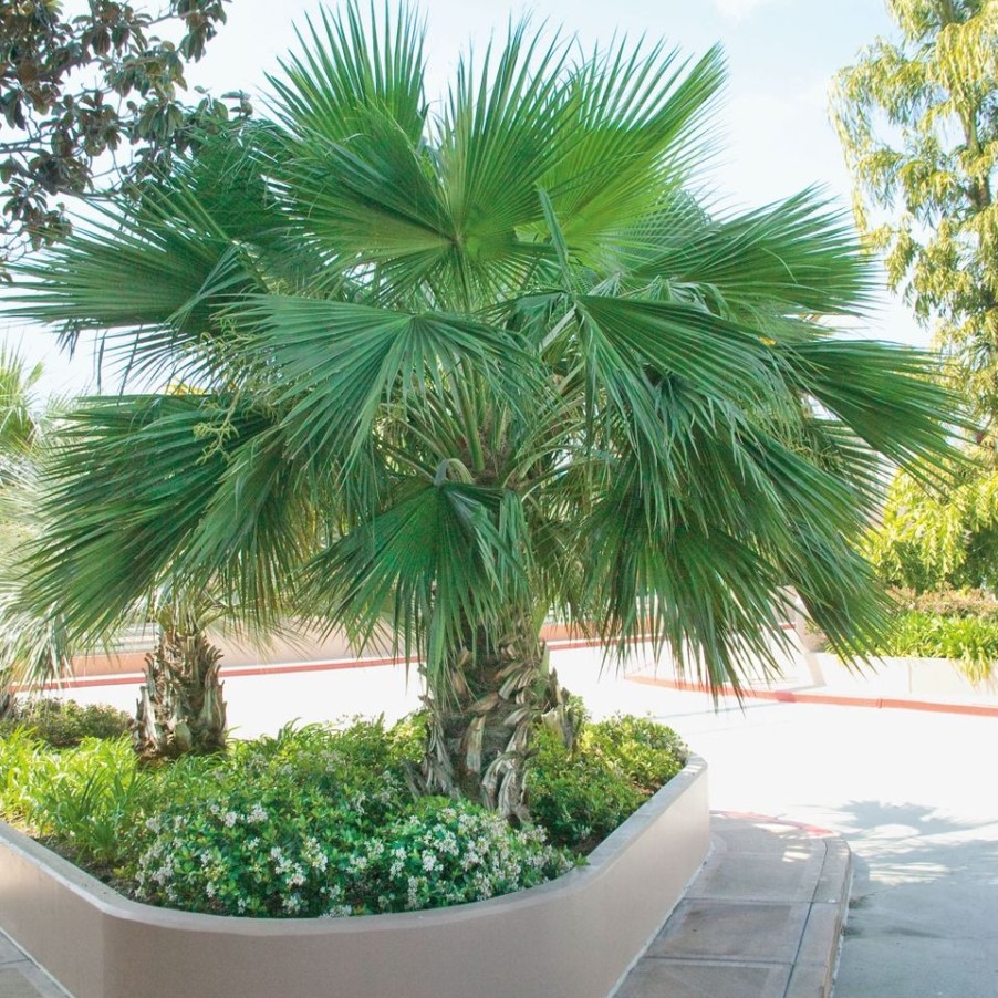 Homebase Specimen Plants | Trachycarpus Fortuneii (Chusan Palm) - 24Cm