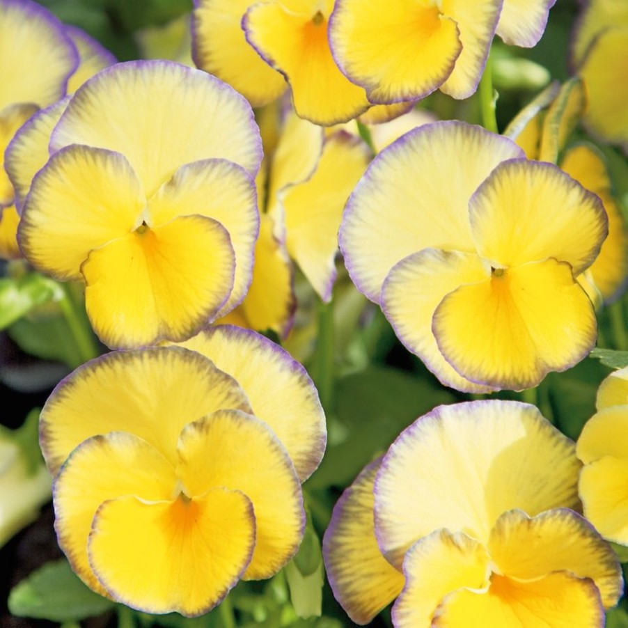 Homebase Perennial Plants | Viola Scented Collection 1L