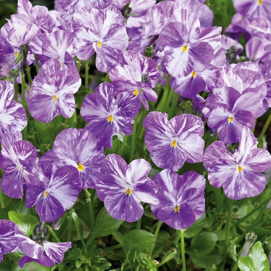 Homebase Perennial Plants | Viola Scented Collection 1L