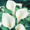 Homebase Perennial Plants | Zantedeschia Aethiopica - 5L