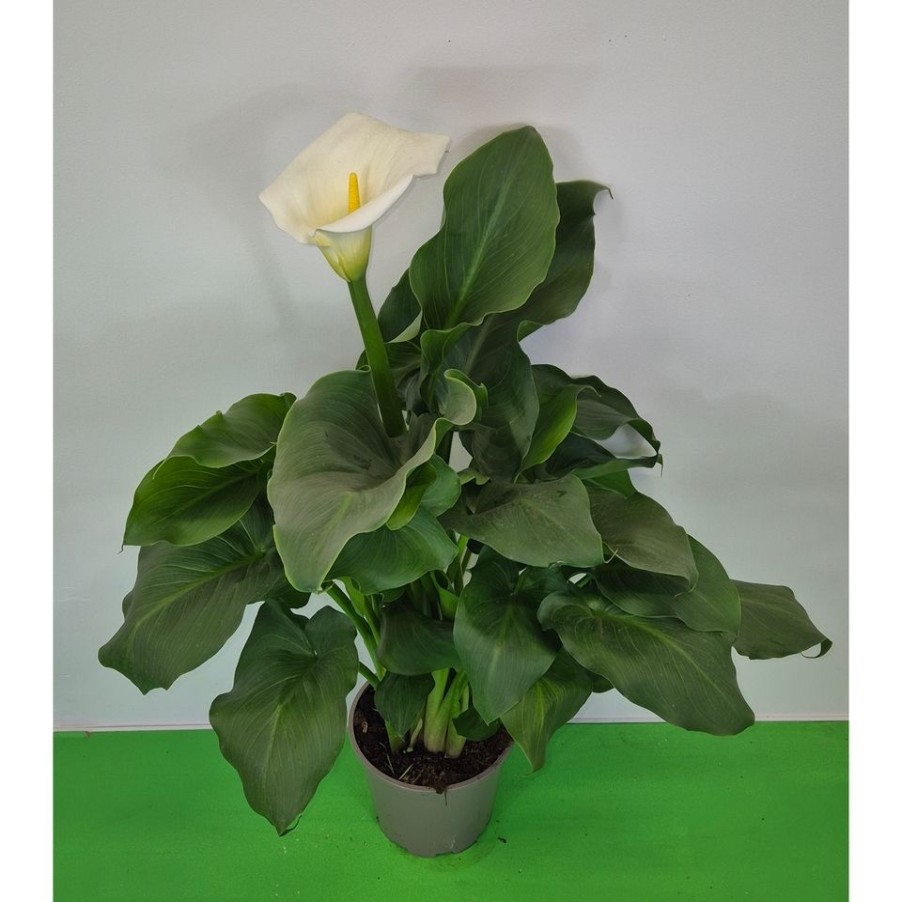 Homebase Perennial Plants | Zantedeschia Aethiopica - 5L