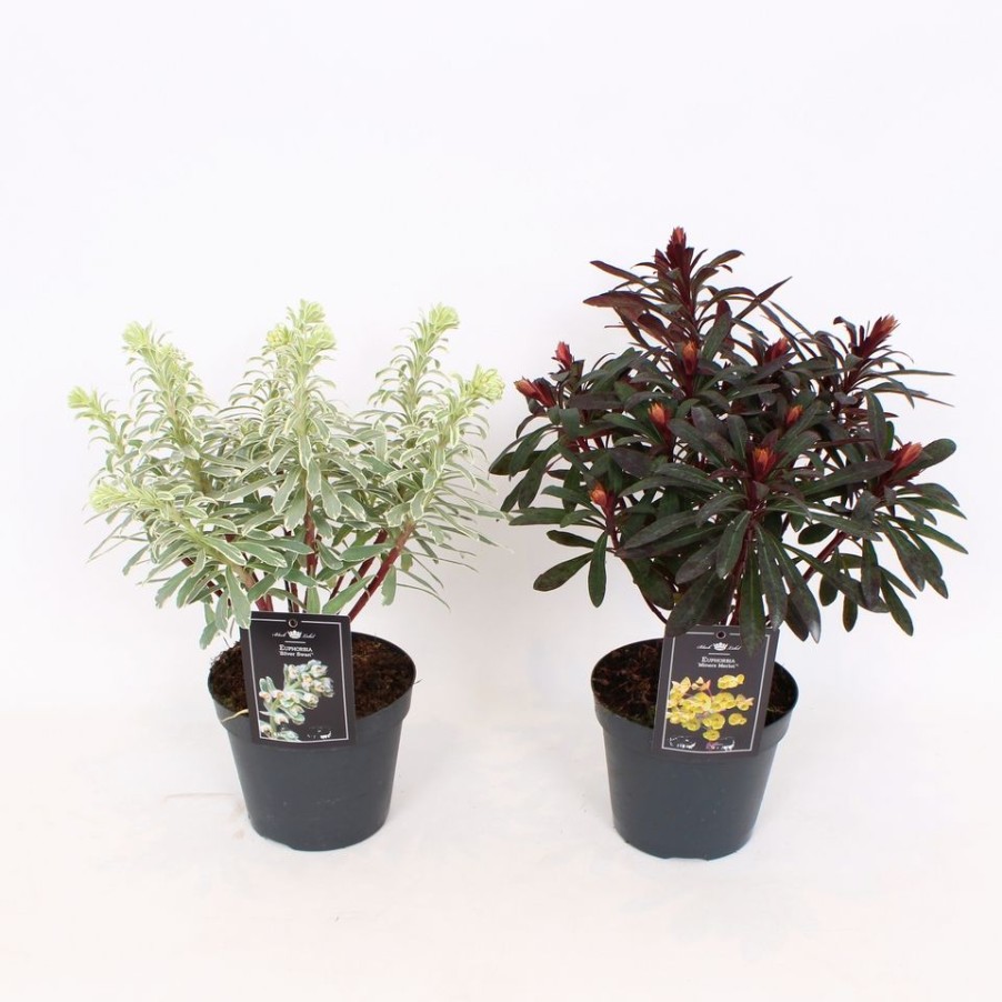 Homebase Perennial Plants | Euphorbia Mix - 15Cm