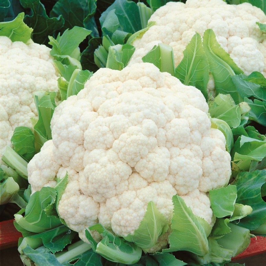 Homebase Grow Your Own | Vegetable Strip Cauliflower White Excel