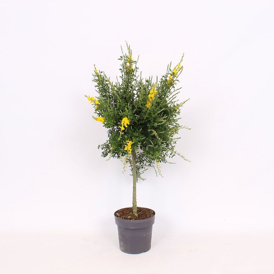 Homebase Shrub, Trees & Roses | Genista Blooming Dreams - 13Cm