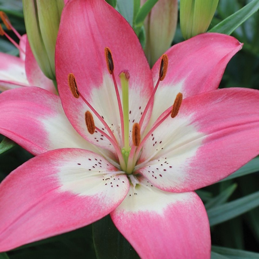 Homebase Perennial Plants | Lily Asiatic Perfect Starter Mix - 13Cm