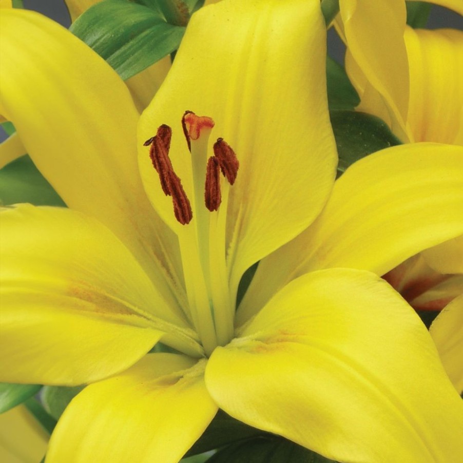 Homebase Perennial Plants | Lily Asiatic Perfect Starter Mix - 13Cm