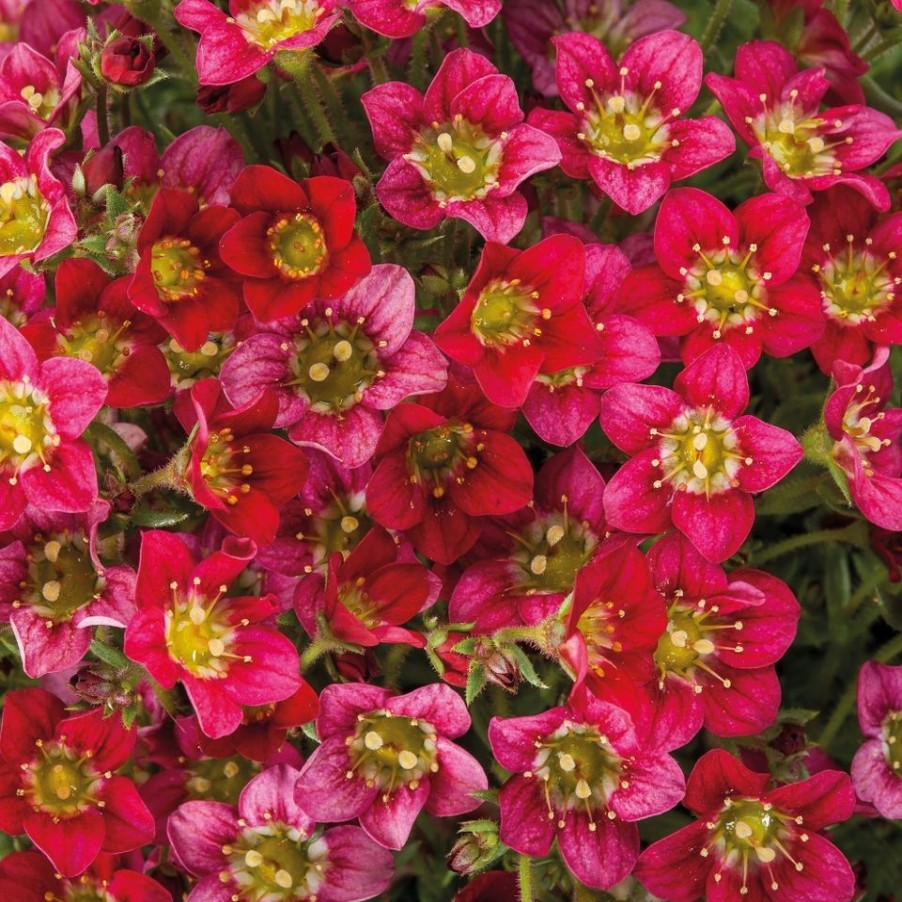 Homebase Perennial Plants | Saxifrage Touran Collection - 1L