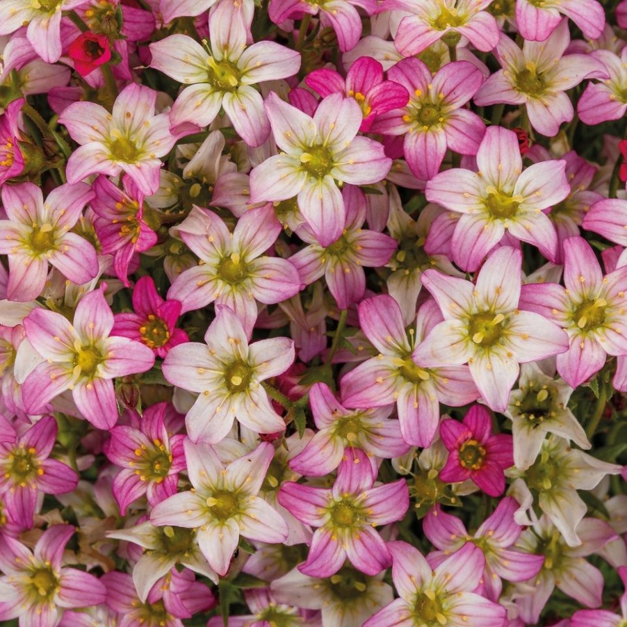 Homebase Perennial Plants | Saxifrage Touran Collection - 1L