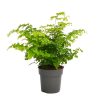 Homebase House Plants | Fern Mix 13Cm