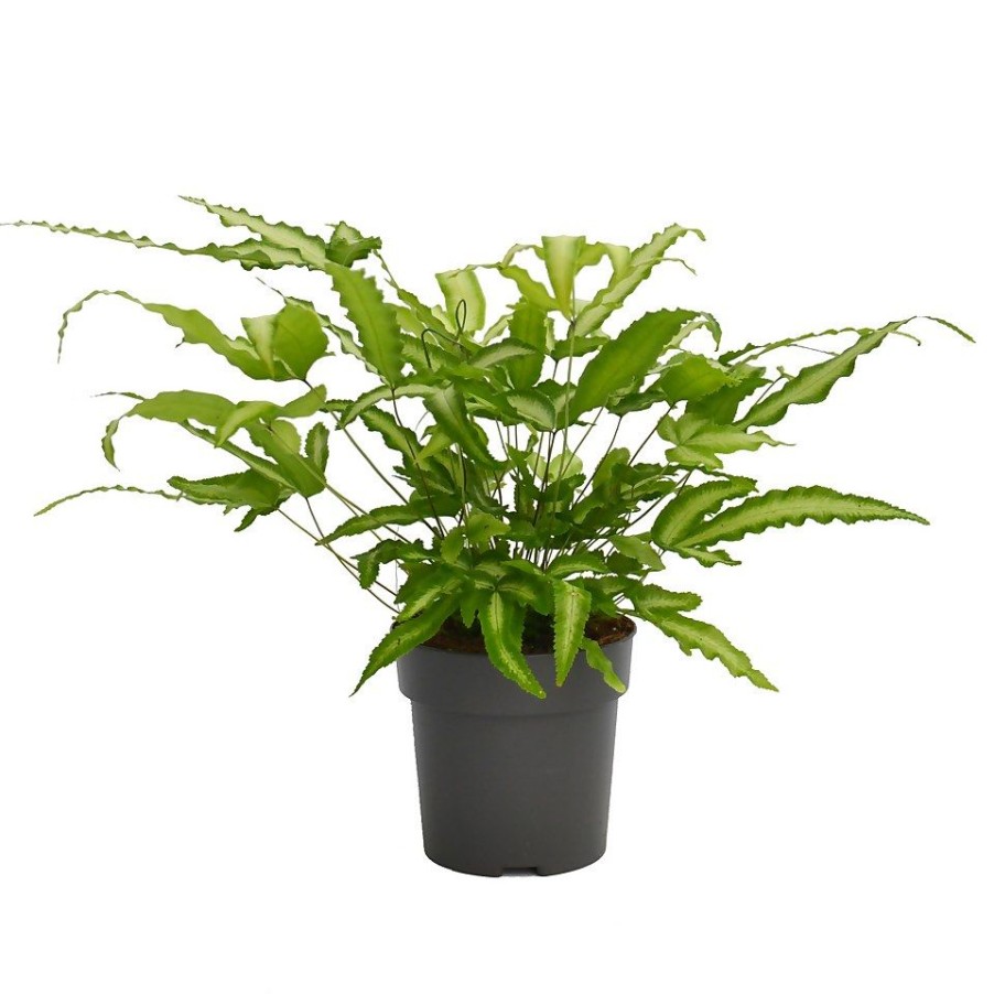 Homebase House Plants | Fern Mix 13Cm