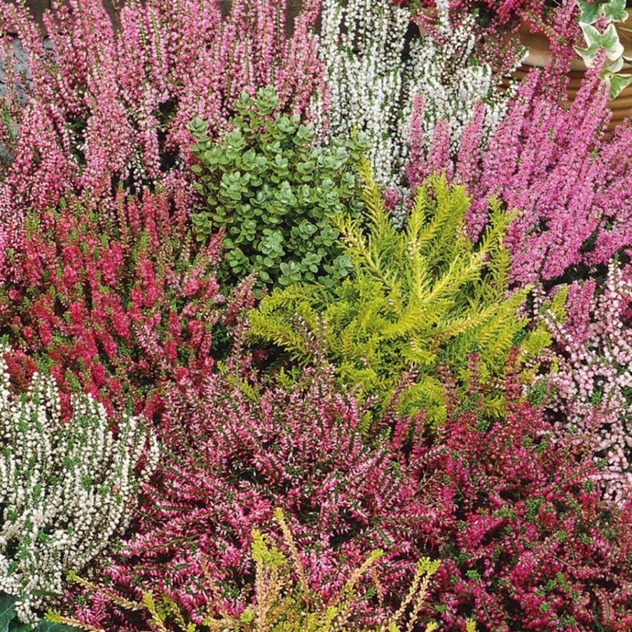 Homebase Shrub, Trees & Roses | Heather Calluna Spring Tips - Pack Of 6