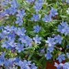 Homebase Perennial Plants | Lithodora Heavenly Blue 15 Cm