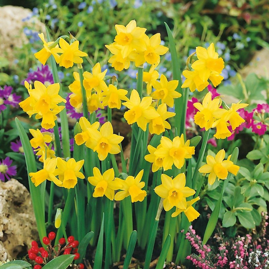 Homebase Perennial Plants | Dwarf Daffodill Narcissus Tete A Tete 1L