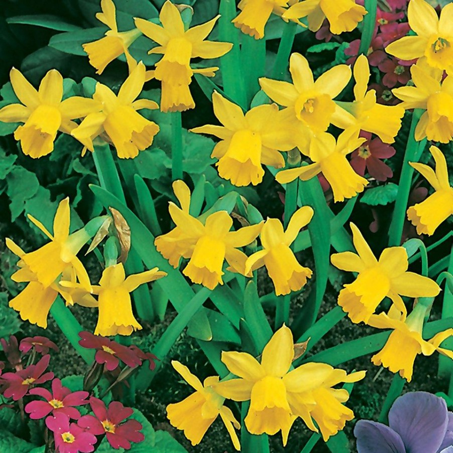 Homebase Perennial Plants | Dwarf Daffodill Narcissus Tete A Tete 1L