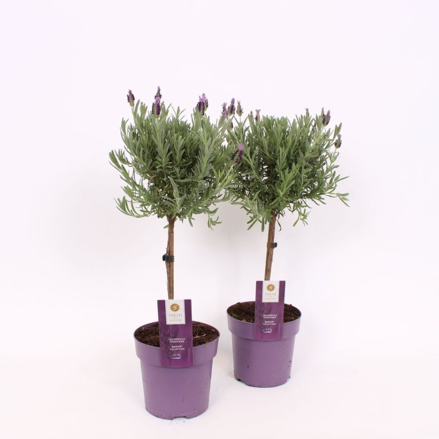 Homebase Shrub, Trees & Roses | Lavandula Stoechas Anouk (French Lavender) - 15Cm Small Standard