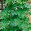 Homebase Shrub, Trees & Roses | Fatsia Japonica - 7.5L