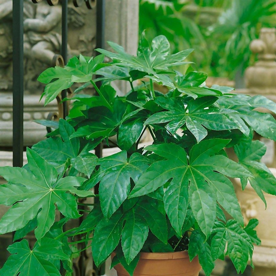 Homebase Shrub, Trees & Roses | Fatsia Japonica - 7.5L