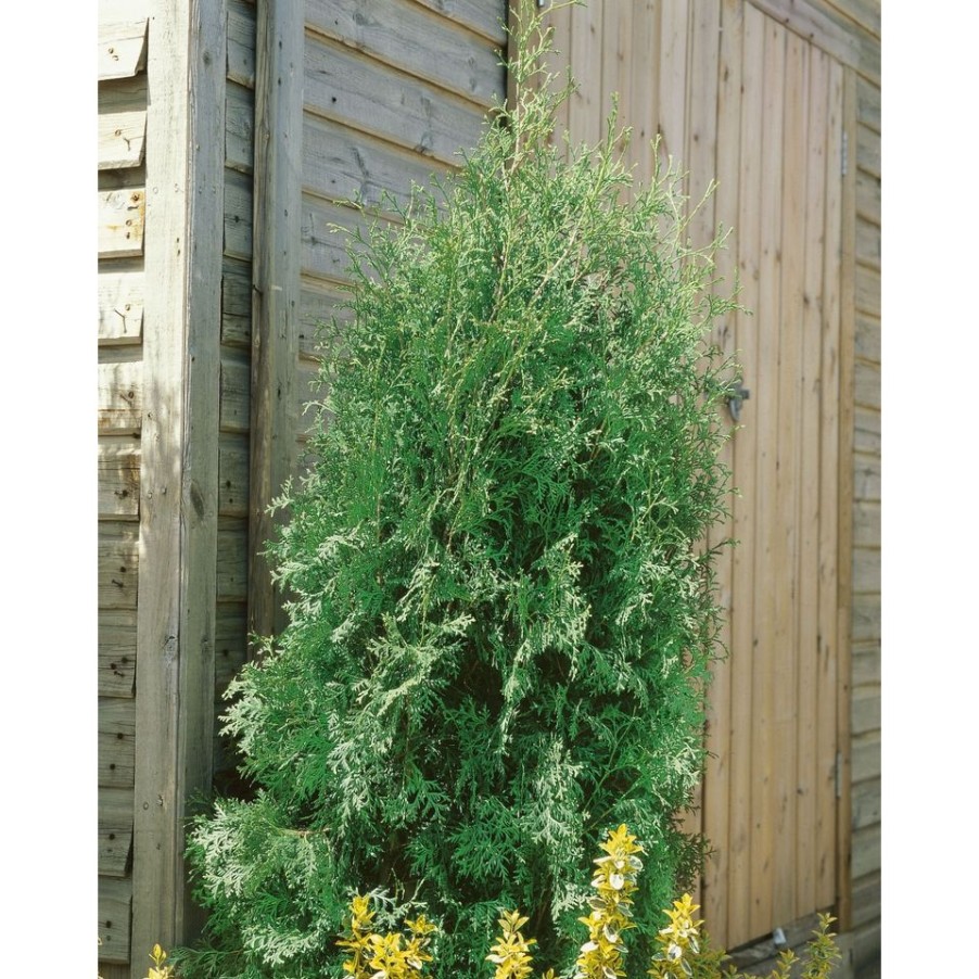 Homebase Shrub, Trees & Roses | Thuja Occidentalis Brabant - 23Cm