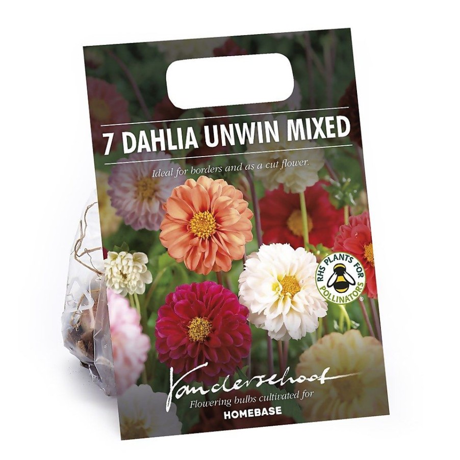 Homebase Summer Flowering Bulbs | Mixed Unwin Dahlia'S - Summer Bloom Bulbs